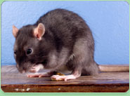 rat control Highbury